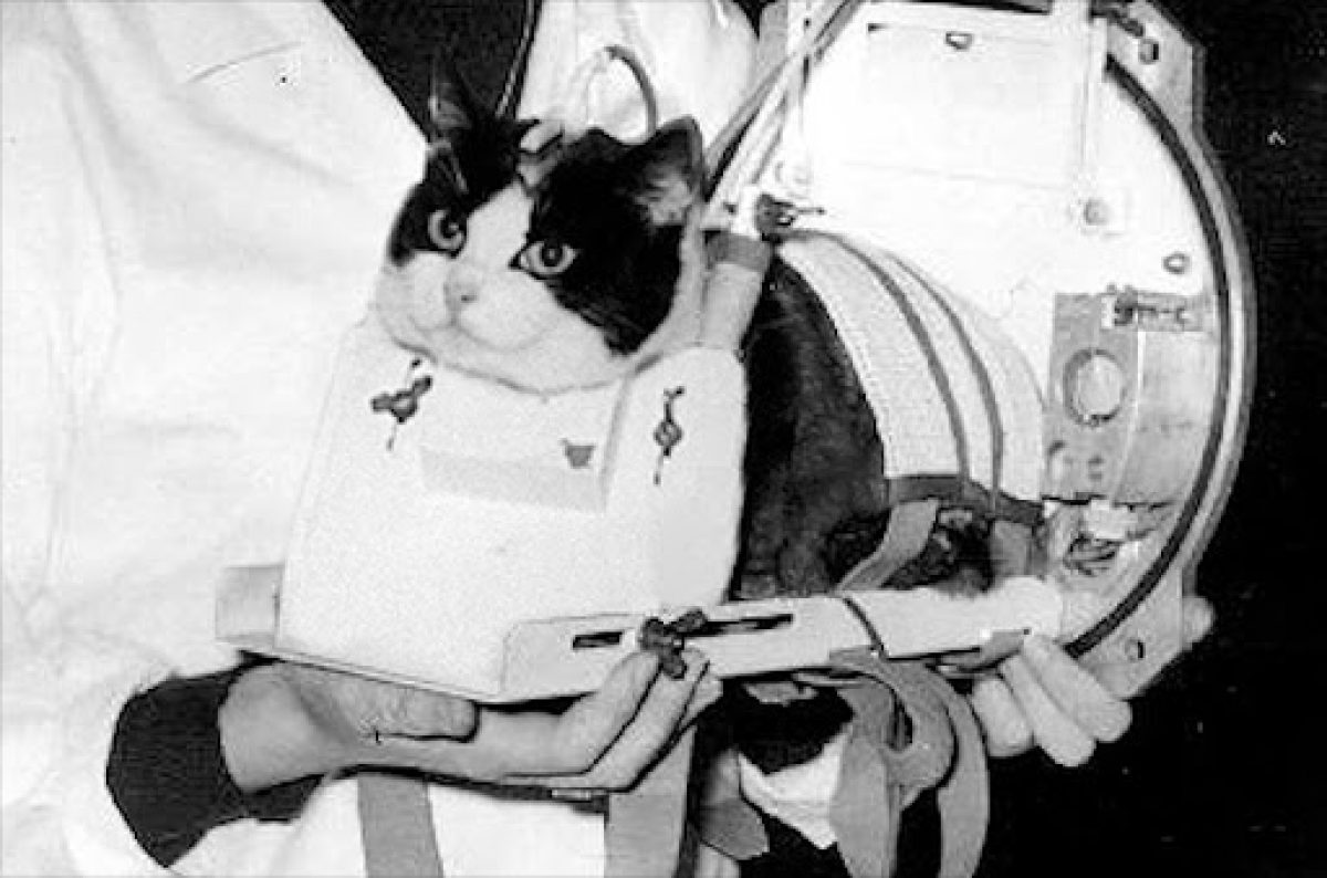 A Monument for Félicette, the Astrocat, First Cat in Space - SCIFI.radio