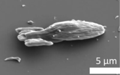 Starship Voyager is 15 Micrometers Long