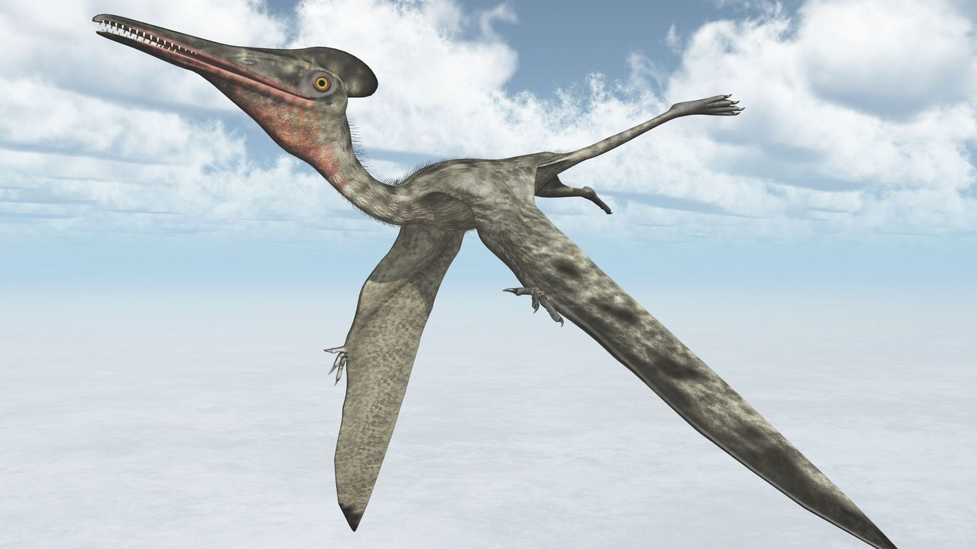 Remains of ‘world’s largest Jurassic pterosaur’ recovered in Scotland