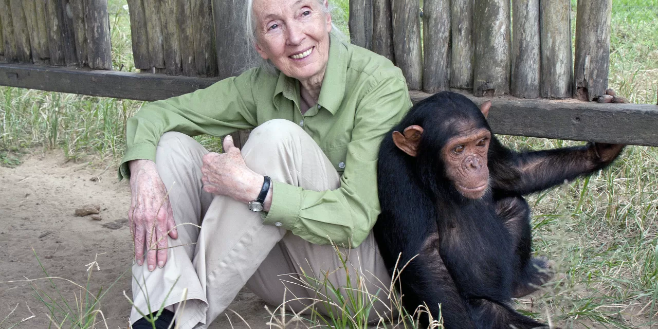 Jane Goodall Institute, 20th Century Fox Partner to Aid Rehab of Chimpanzees in Honor of “War for the Planet of the Apes”