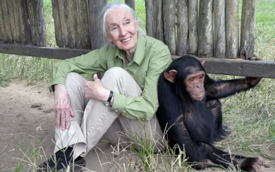 Jane Goodall Institute, 20th Century Fox Partner to Aid Rehab of Chimpanzees in Honor of “War for the Planet of the Apes”