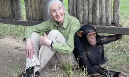 Jane Goodall Institute, 20th Century Fox Partner to Aid Rehab of Chimpanzees in Honor of “War for the Planet of the Apes”