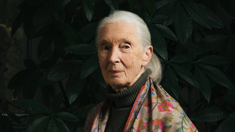 We Announce, with Sadness, the Passing of Dr. Jane Goodall
